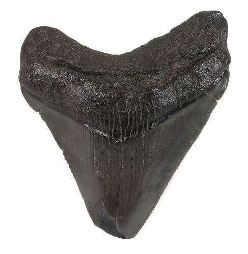 Juvenile Megalodon Tooth - South Carolina #48870